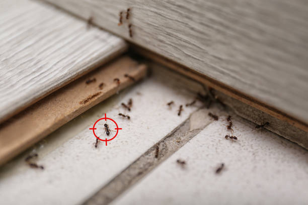 Best Spider Control Near Me  in Hart, TX