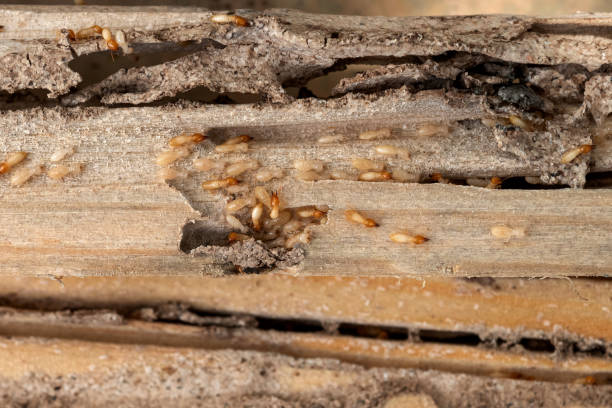 Best Emergency Pest Control  in Hart, TX